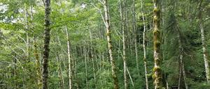 Pflanzen können Stickstoff nicht einfach aus der Luft aufnehmen, sondern benötigen ihn in anderer Form. Mikroorganismen „fixieren“ das Gas für sie.