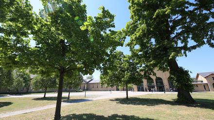 Dalton-Gymnasium Potsdam. Aufgrund von Raumnot sind zusätzliche Klassen-Container geplant. Der Naturschutzbund vermutet Gefahr für Baumbestand.