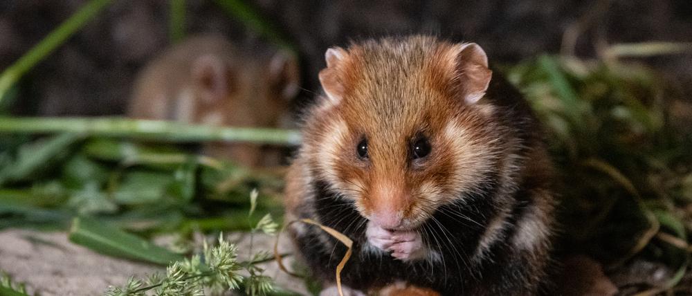 Immer am Hamstern: der Europäische Feldhamster.