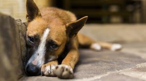 Straßenhund in Indonesien