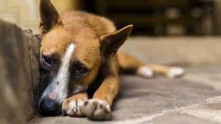 Straßenhund in Indonesien