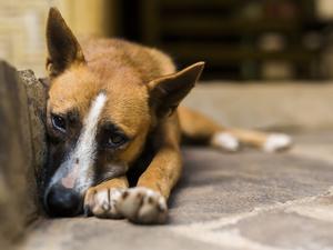 Straßenhund in Indonesien