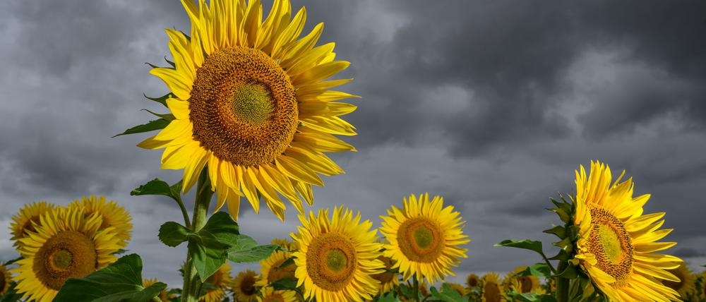 Während es in einigen Regionen am Wochenende aufklart, werden in anderen Gewitter erwartet. (Archivbild)