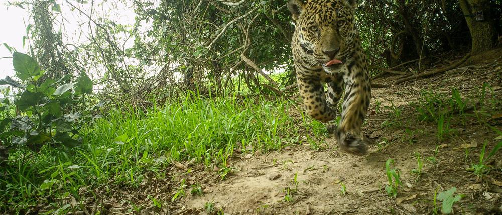 Die Jaguare wurden von Wildkameras abgelichtet. 