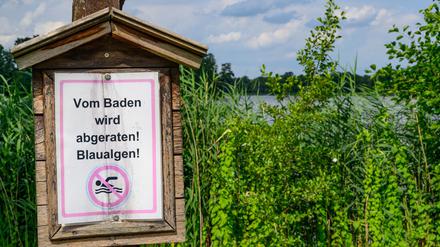 Auch Hunde sollten nicht in den Seen baden. (Archivbild)