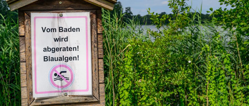 Auch Hunde sollten nicht in den Seen baden. (Archivbild)