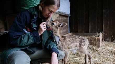 Der Hirsch, die Försterin.  