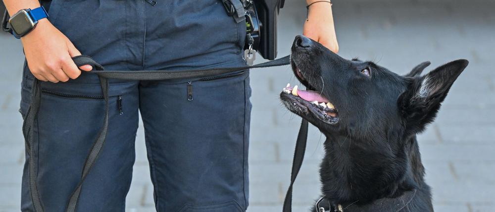 Auch Vorführungen mit Diensthunden werden gezeigt. (Symbolbild)