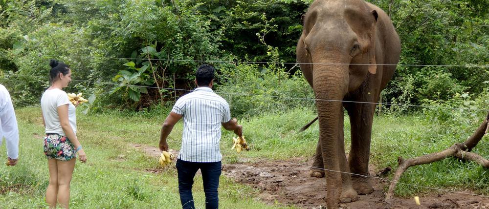 Laut einer Studie kann die Versorgung von wilden Elefanten mit Nahrung „Bettelverhalten“ auslösen. (Archivbild)