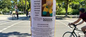 Suche nach dem vermissten Teddy in Berlin: Der Finderlohn ist deutlich erhöht worden. 