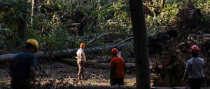 Allein im Tegeler Forst gibt es Sturmschäden in Millionenhöhe. (Archivfoto)