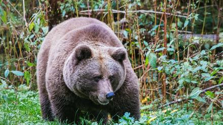 Im "Alternativen Wolf- und Bärenpark Schwarzwald" steht eine Bärin. Hier soll künftig auch die Bärin Gaia zuhause sein.
