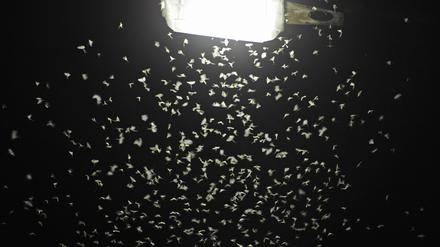 Das Licht von Straßenlaternen lockt Insekten an. (Archivbild)