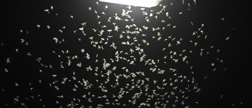 Das Licht von Straßenlaternen lockt Insekten an. (Archivbild)