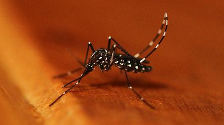Die asiatische Tigermücke (Aedes albopictus) hat auffällig weiß gestreifte Hinterbeine. 
