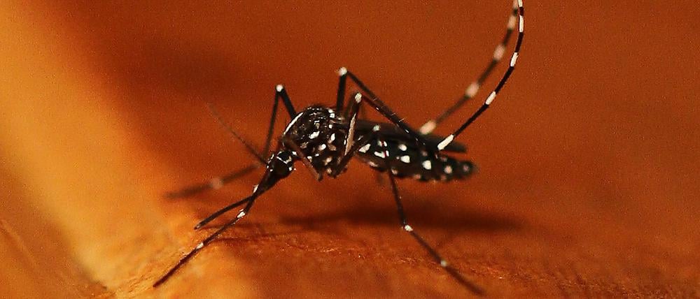 Die asiatische Tigermücke (Aedes albopictus) hat auffällig weiß gestreifte Hinterbeine.