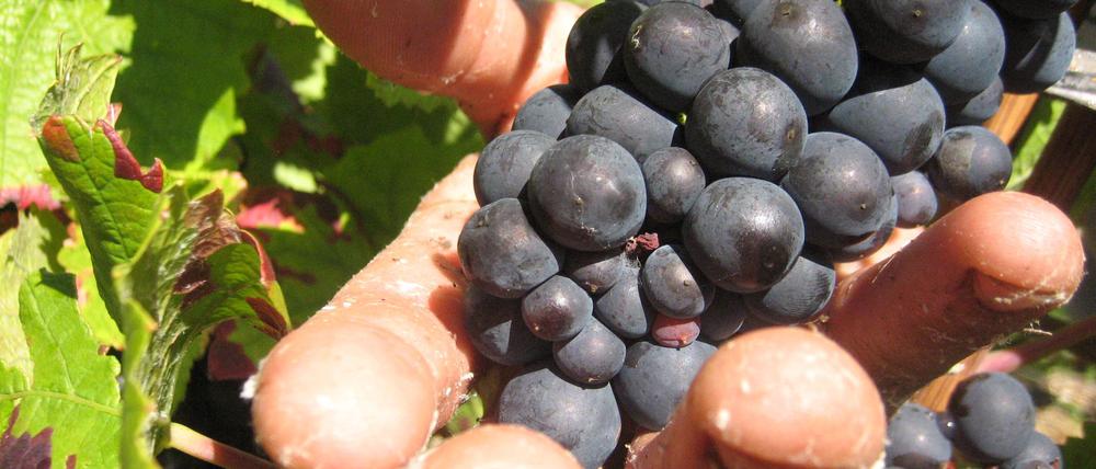 In der Weinbauregion Champagne sind Erntehelfer skrupellos ausgebeutet worden. (Symbolbild)