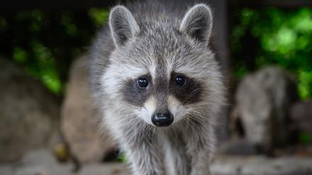 Ein noch junger Waschbär (Procyon lotor) blickt neugierig in die Kamera unter einem Carport auf einem privaten Grundstück.