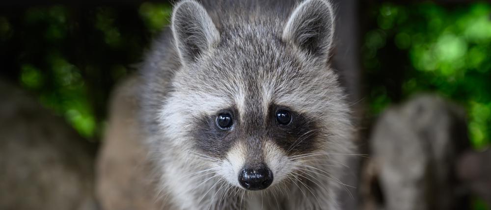 Ein noch junger Waschbär (Procyon lotor) blickt neugierig in die Kamera unter einem Carport auf einem privaten Grundstück.