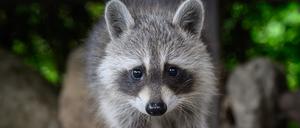 Ein noch junger Waschbär (Procyon lotor) blickt neugierig in die Kamera unter einem Carport auf einem privaten Grundstück.
