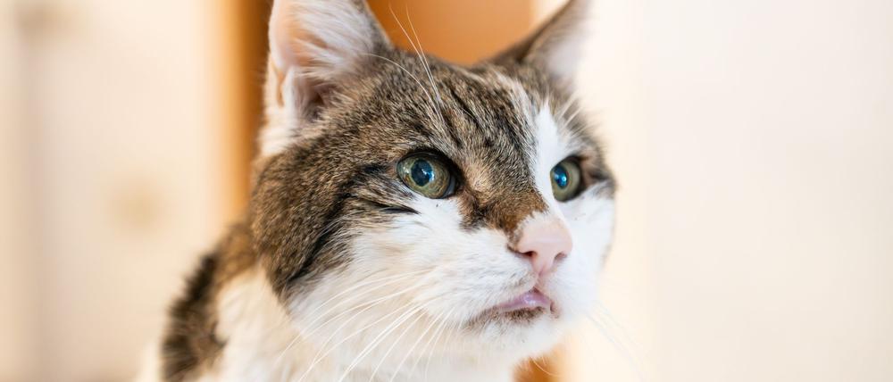 Katzen sollen auch in Amsterdam sicher wieder nach Hause kommen. (Symbolbild)