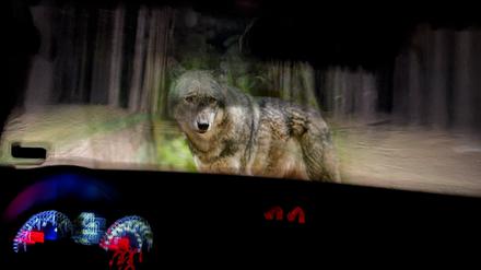 Wolf in Brandenburg – mit Naturschützern nachts im Wald auf Patrouille