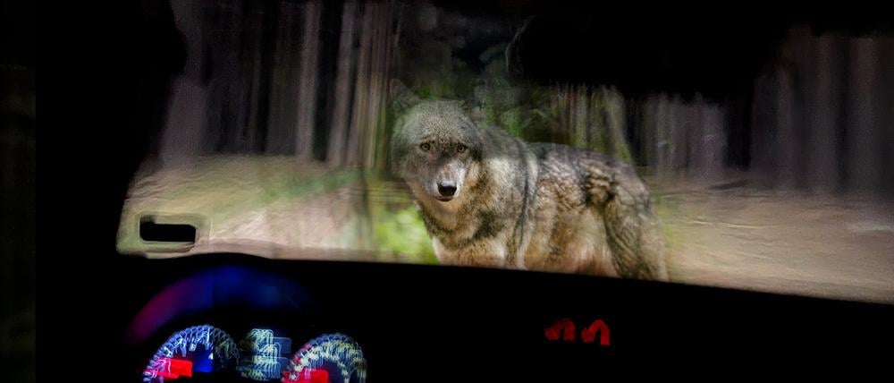 Wolf in Brandenburg – mit Naturschützern nachts im Wald auf Patrouille