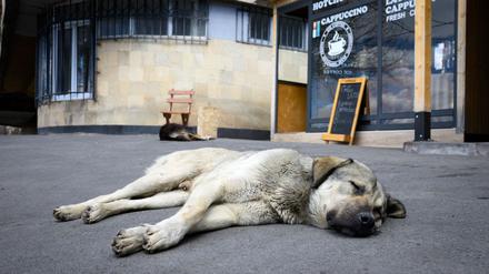 Straßenhunde sind oft gar nicht so unglücklich und allein, wie viele hierzulande meinen. (Archivbild)