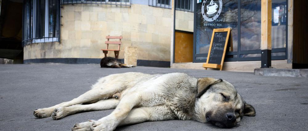Straßenhunde sind oft gar nicht so unglücklich und allein, wie viele hierzulande meinen. (Archivbild)
