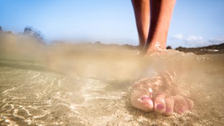 Petermännchen graben sich im Sommer in den Sand ein. Tritt man barfuß auf die Giftstacheln der Rückenflossen, kann das heftige Folgen haben. 