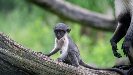 Ein Jungtier der bedrohten Roloway-Meerkatzen. 