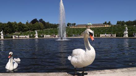 Schwäne im Park Sanssouci.
