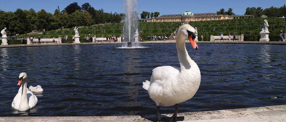 Schwäne im Park Sanssouci.