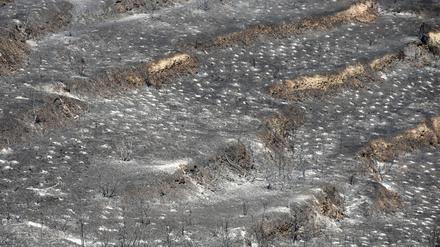 Den Behörden zufolge soll eine Fläche von rund 120 Quadratkilometern verbrannt sein. 