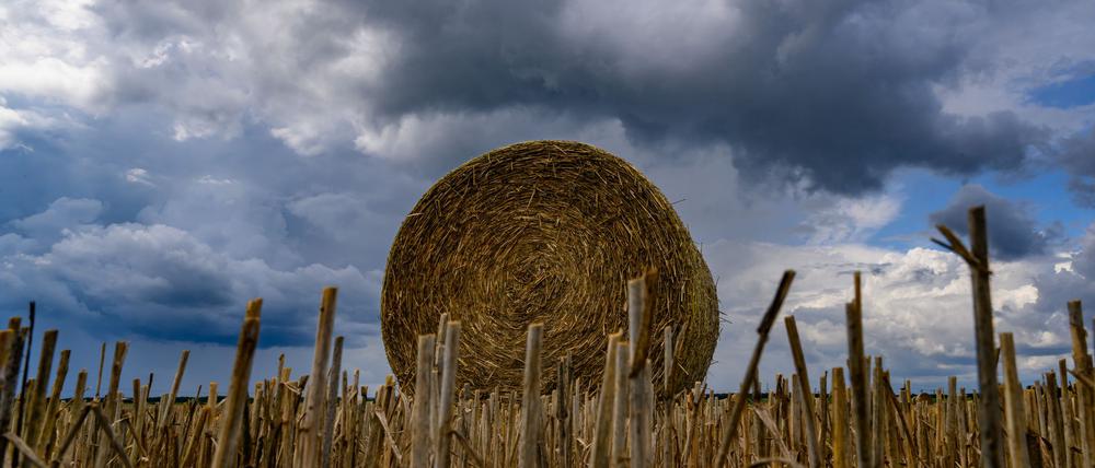 Das Wetter in Berlin und Brandenburg kann zum Wochenwechsel ungemütlich werden. Je nach Region gibt es Regen, Gewitter oder Sonnenschein. (Symbolbild) 