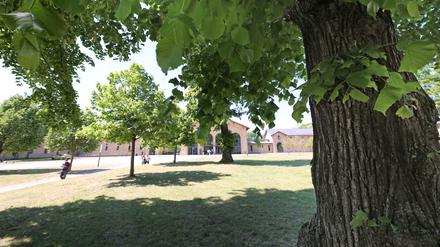 Dalton-Gymnasium Potsdam. Aufgrund von Raumnot sind zusätzliche Klassen-Container geplant. Der Naturschutzbund befürchtete eine Gefahr für den Baumbestand auf dem Gelände.