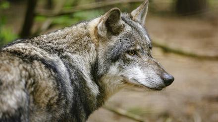 Seit 2007 ist der Wolf wieder unterwegs in der Mark Brandenburg. Doch nicht alle Bauern haben sich auf das Jagdtier vorbereitet.