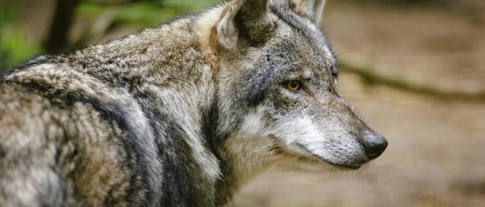 Seit 2007 ist der Wolf wieder unterwegs in der Mark Brandenburg. Doch nicht alle Bauern haben sich auf das Jagdtier vorbereitet.