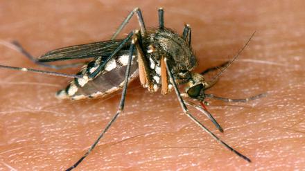 Eine Mücke saugt Blut aus der Haut. Normale Stechmücken können das West-Nil-Virus übertragen.