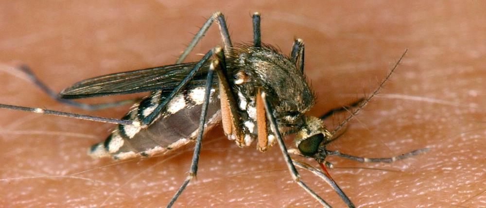 Eine Mücke saugt Blut aus der Haut. Normale Stechmücken können das West-Nil-Virus übertragen.