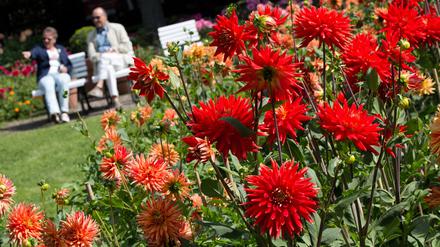 Bei zumeist sonnigem Wetter bei 20 Grad Celsius sitzen Besucher in einer Dahlien-Ausstellung im Britzer Garten in Berlin. 