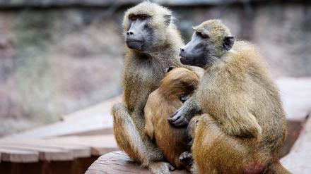 In dem Gehege leben laut dem Tiergarten mehr als 40 Paviane. Ausgelegt ist die Anlage für 25 Affen plus Jungtiere. (Archivbild)