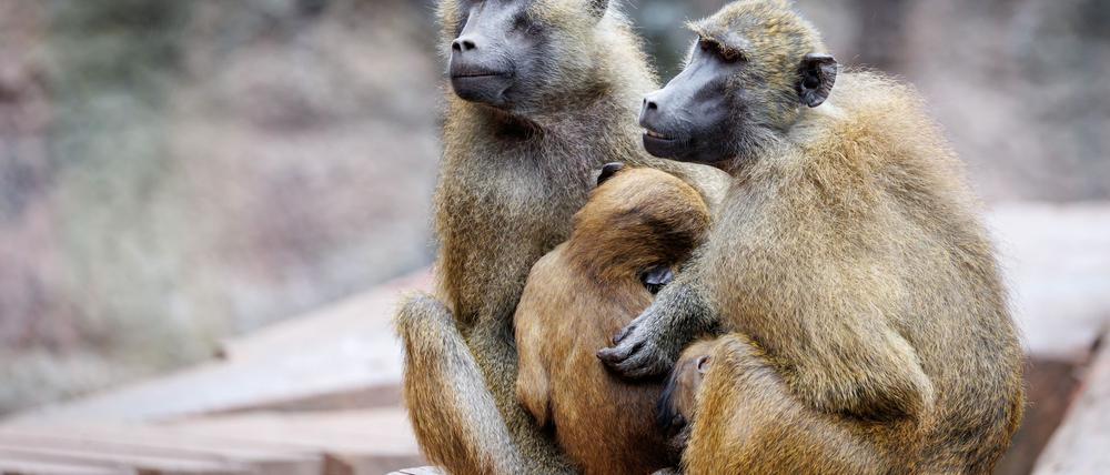 In dem Gehege leben laut dem Tiergarten mehr als 40 Paviane. Ausgelegt ist die Anlage für 25 Affen plus Jungtiere. (Archivbild)