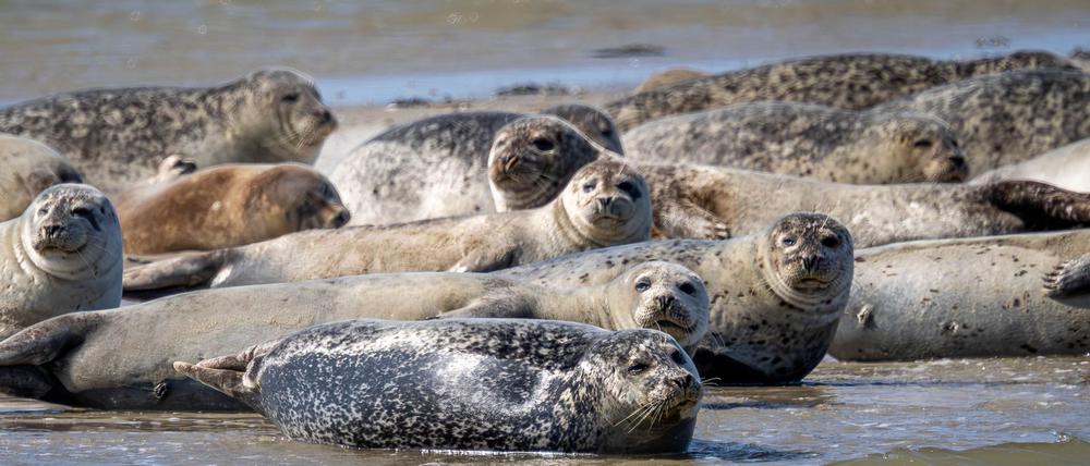 Seehunde brauchen etwa für die Aufzucht ihrer Jungtiere viel Ruhe und sollten nicht gestört werden. (Archivbild)