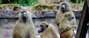 Das Pavian-Gehege ist überbelegt. Der Zoo hat deshalb einige Tiere getötet.