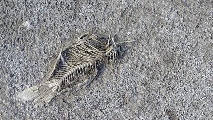 Ein toter Fisch liegt im ausgetrockneten Darscho, einem Nebenbecken des Neusiedler Sees im österreichischen Nationalpark Seewinkel. Der extreme Wassermangel in der Region macht dem sensiblen Ökosystem zunehmend zu schaffen.
