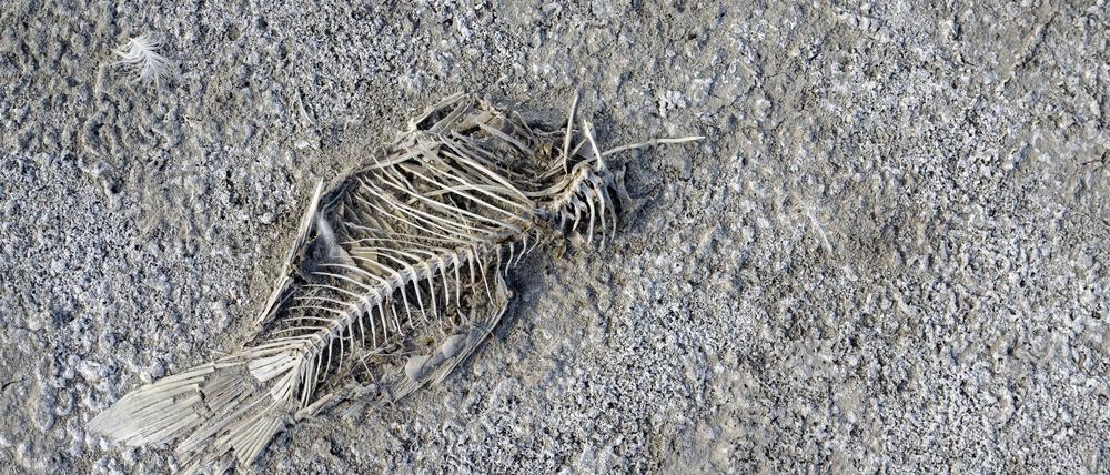 Ein toter Fisch liegt im ausgetrockneten Darscho, einem Nebenbecken des Neusiedler Sees im österreichischen Nationalpark Seewinkel. Der extreme Wassermangel in der Region macht dem sensiblen Ökosystem zunehmend zu schaffen.