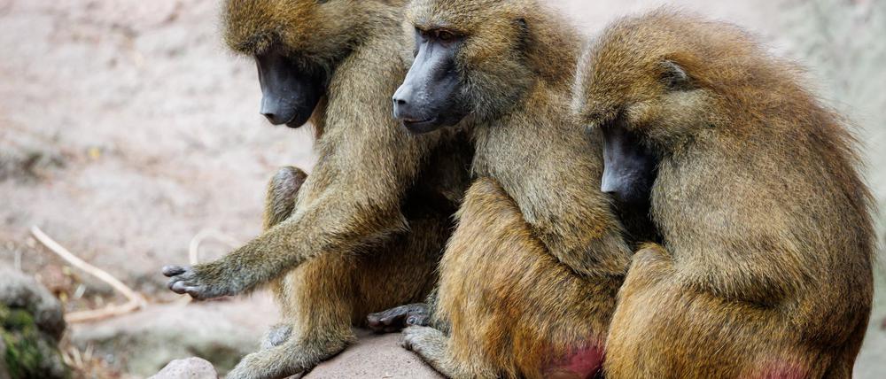 Der Tiergarten hat nun seine Pläne in die Tat umgesetzt - obwohl Tierschutz- und Tierrechtsorganisationen diese scharf kritisiert hatten. (Archivbild)
