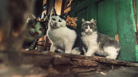 Katzen werden besonders oft gehortet.