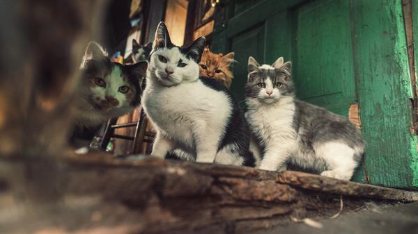 Katzen werden besonders oft gehortet.